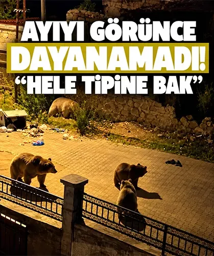 Ayıyı görünce dayanamadı! “Hele tipine bak”
