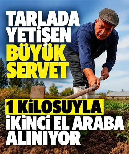 Marketi bıraktı safrana başladı: Kilosu 900 bin liraya satılıyor