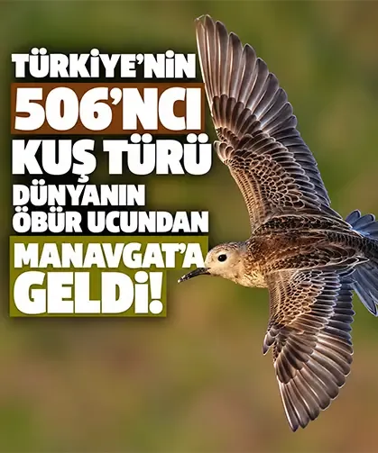 Türkiye’nin 506’ncı kuş türü dünyanın öbür ucundan Manavgat’a geldi!