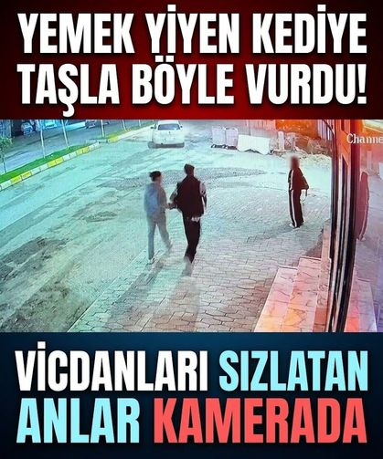Vicdanları sızlatan anlar kamerada: Yemek yiyen kediye taşla böyle vurdu!