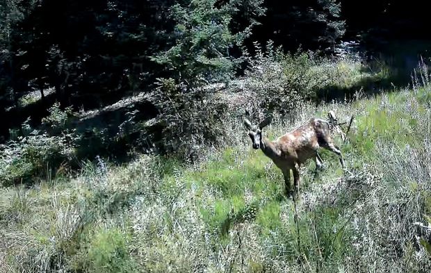 Bolu’da orman canlıları fotokapanlara yansıdı