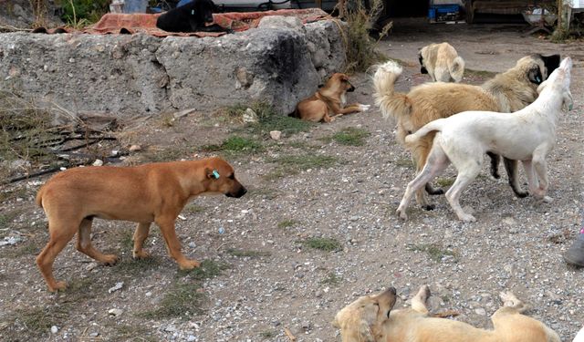 SON DAKİKA: Başıboş sokak köpeklerini beslemek yasaklandı!