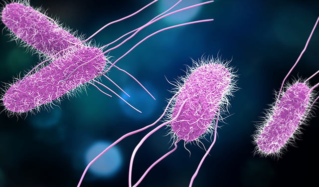 Salmonella nedir, nasıl bulaşır? Belirtileri ve korunma yöntemleri nedir?