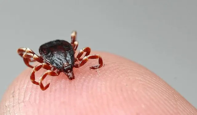 Kene kabusu geri döndü: 5 kişi hayatını kaybetti