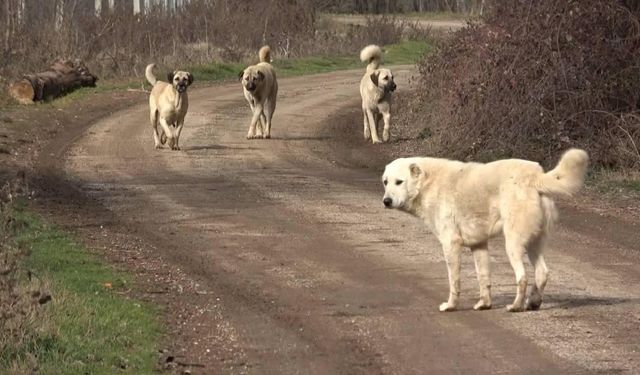 Hayvanseverlerden sokak köpekleri için açlık grevi!