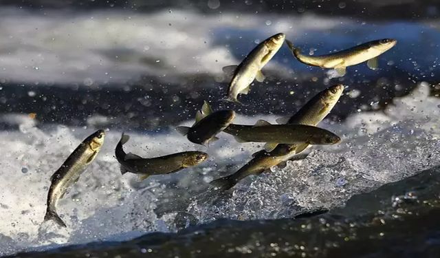 Kaçak inci kefali avlayan 29 kişiye ağır fatura!