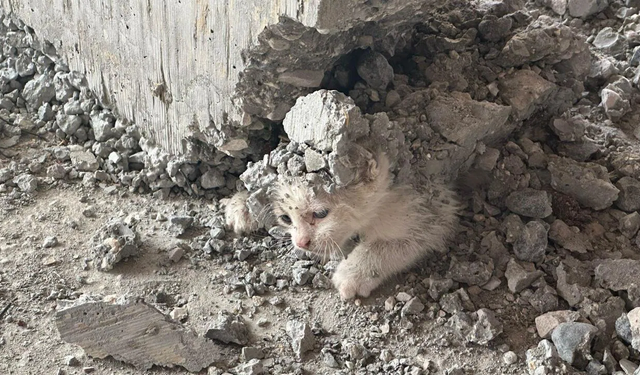 İnşaata giren yavru kedinin üzerine beton döküldü