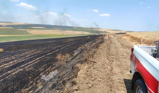 70 dönümlük buğday telef oldu: Çiftçi yasta!