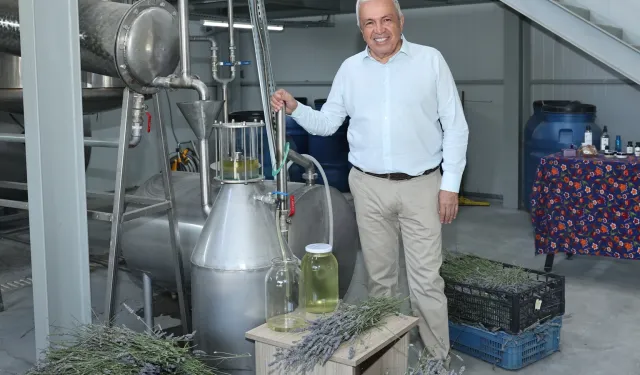 Nilüfer'de Lavanta hasadı başladı: 4 bin kilogram ürün ekonomiye kazandırılacak