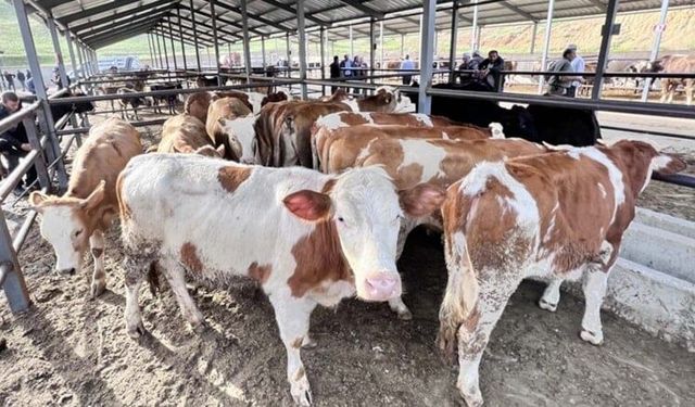 Üç ilçe karantinada!