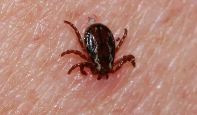 Trabzon'da kene ısırması sonucu bir çoban hayatını kaybetti!