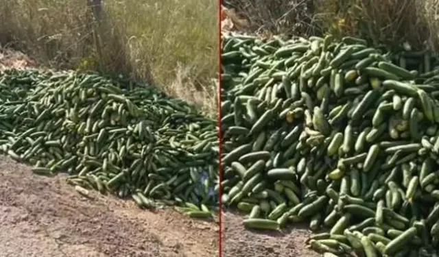 300 kilo salatalığı çöpe döktü, Bakanlıktan milyonluk ceza yedi!
