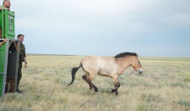 Avrupa’dan Kazak Bozkırına dönüş: Przewalski atları vahşi doğaya kavuşuyor