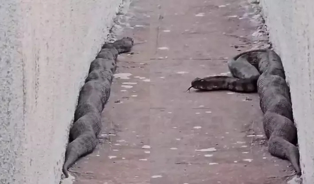 Gaziantep'te mahalleli tedirgin! Yılan, site sakinlerini ayaklandırdı