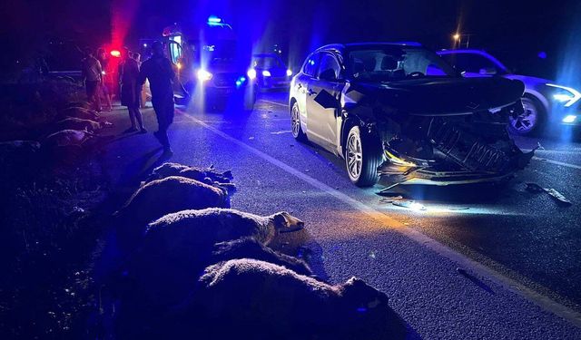 Koyunlar kaçamadı! SUV çarptı, 23 hayvan telef oldu