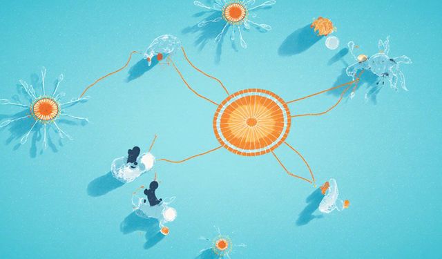 Mitoz bölünme nedir, evreleri nelerdir, mayoz bölünme ile farkları nedir?