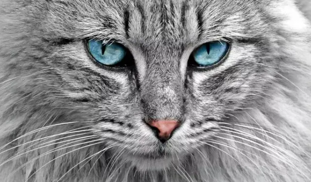 Rüyada kedi görmek ne demek? Rüyada kedi sevmek, kedi beslemek, siyah ve beyaz kedi görmek