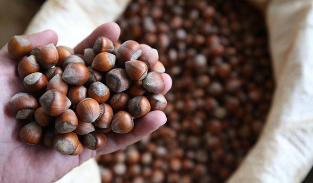 Fındık ne kadar oldu? 30 Ekim 2025 fiyatı ne kadar, güncel rakamlar kaç TL?