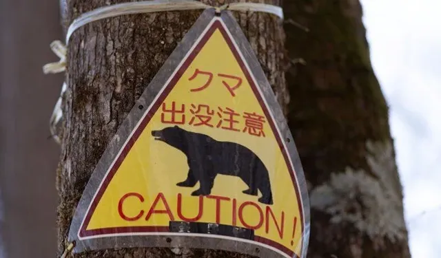 Japonya’da ayı saldırıları rekor seviyeye ulaştı: Vali ordudan yardım istedi!