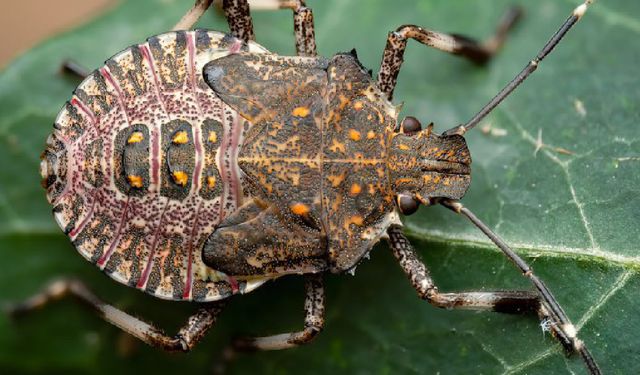 Ordu'da kokarca alarmı! 200 sülün doğaya salındı