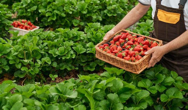 Organik tarım nedir, nasıl yapılır, faydaları nelerdir?