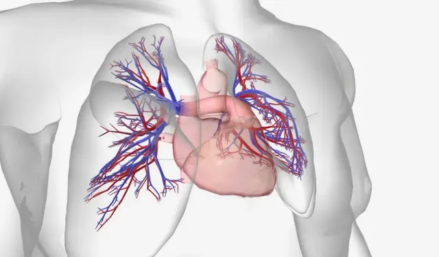 Pulmoner hipertansiyon nedir? Pulmoner hipertansiyon belirtileri nelerdir?