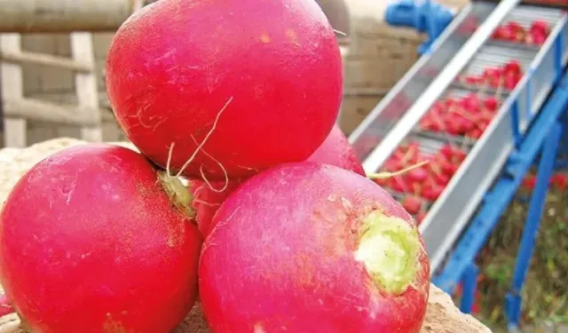 Turp fazla tüketilirse sağlığı tehdit ediyor: Uzmanlardan önemli uyarı