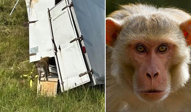 Virüs taşıyan maymunlar kaçtı! Kamyon kazası sonrası bölgede alarm verildi