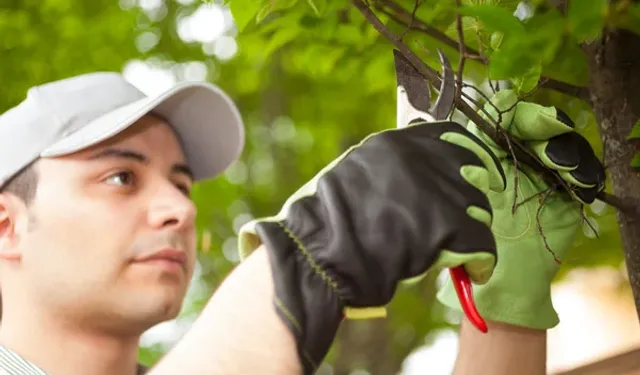 Meyve ağaçlarında budama ve terbiye kursu başlıyor