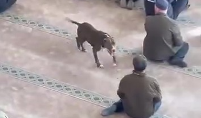 Camiye giren pitbull tedirginliğe neden oldu!