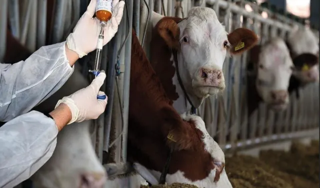 İstanbul’un dibinde alarm! Şap hastalığı nedeniyle 37 mahalle karantinada