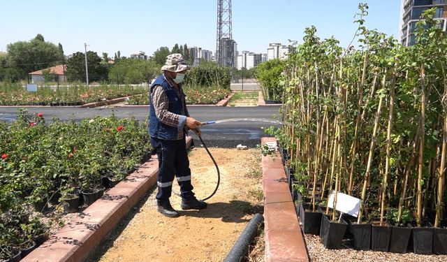 Keçiören Belediyesi, kendi sera tesisinde bitki üretiyor