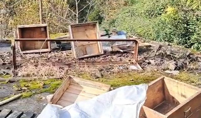 Rize’de ayı kovanları parçaladı, üreticiden tepki: “Ben şimdi ne edeyim?”