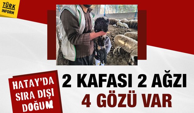 Hatay'da sıra dışı doğum: 2 kafası 2 ağzı 4 gözü olan kuzu görenleri şoke etti
