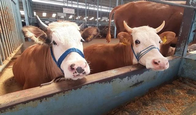 Köşk'te şap hastalığı karantinası kaldırıldı