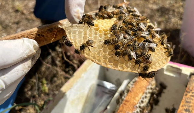 Muhtar Gülmez’den arıcılara hayati uyarılar