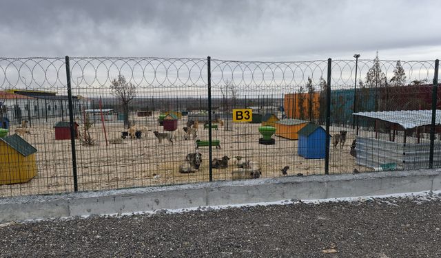 Barınakta aç bırakılan köpekler birbirini parçaladı