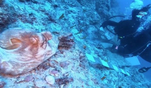 Tarihte Bugün: Dünyanın ilk İslam batığı Ege Denizi'nde bulundu!