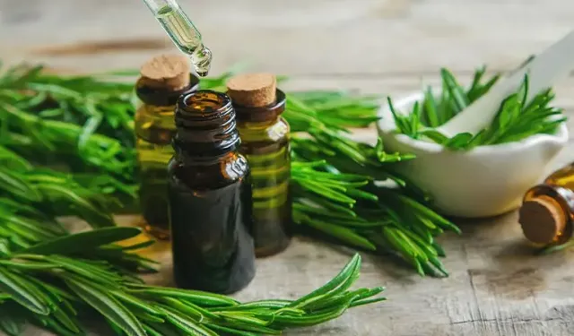 Biberiye yağı nerde ve nasıl kullanılır?