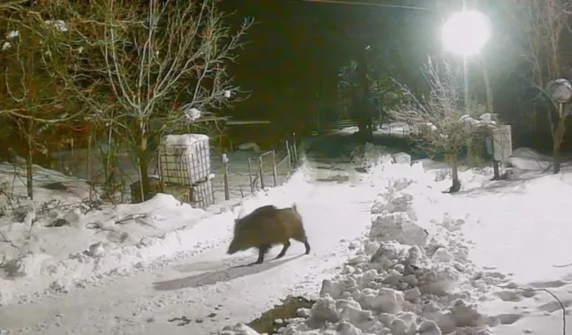 Artvin'de yabani hayvanlar köyde