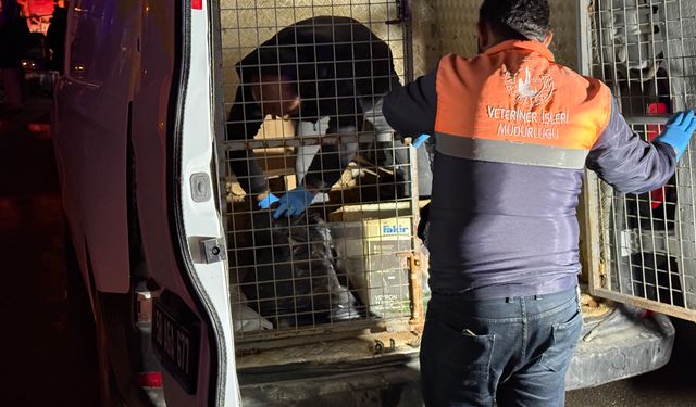 Sivas’ta yürek yakan yangın: 26 kedi yaşamını yitirdi