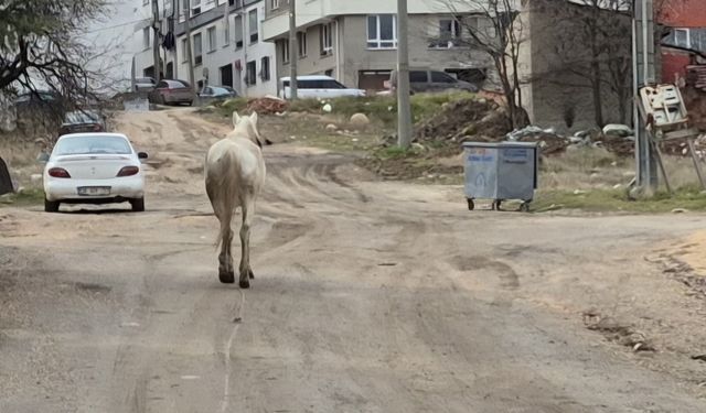 Başıboş atlar sokaklarda dolaşıyor!