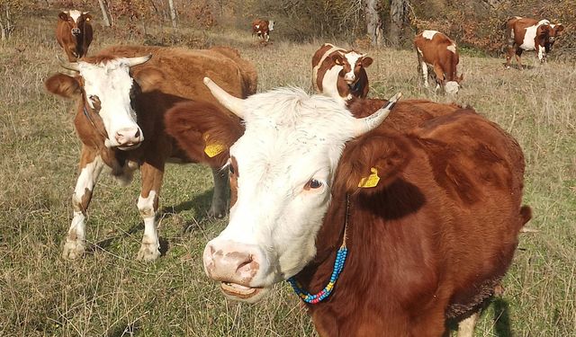 Şapla mücadelede ilkbahar programı başladı: Hayvan sevkine izin verilmeyecek!