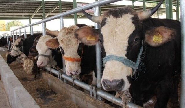 Muğla’da şap alarmı: 11 mahalle karantinada