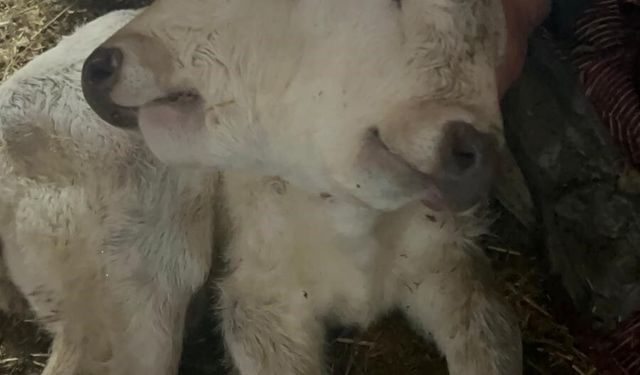 Ahırda mucize: Çift başlı buzağı doğdu
