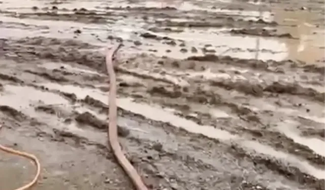 Osmaniye'de sağanak yağış hayatı olumsuz etkiledi: Tarım arazileri ve yollar su altında kaldı