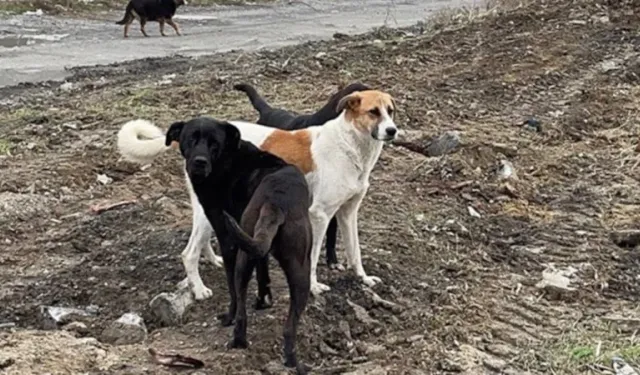 Şanlıurfa’da sokak hayvanları toplandı: Vali Şıldak hedefe ulaşıldığını açıkladı