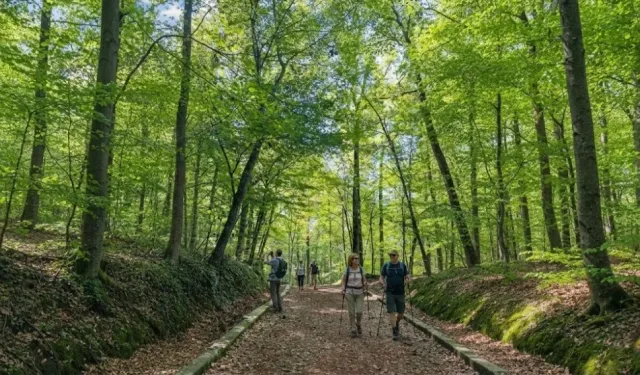 Belgrad ormanına nasıl gidilir? İşte adım adım rota