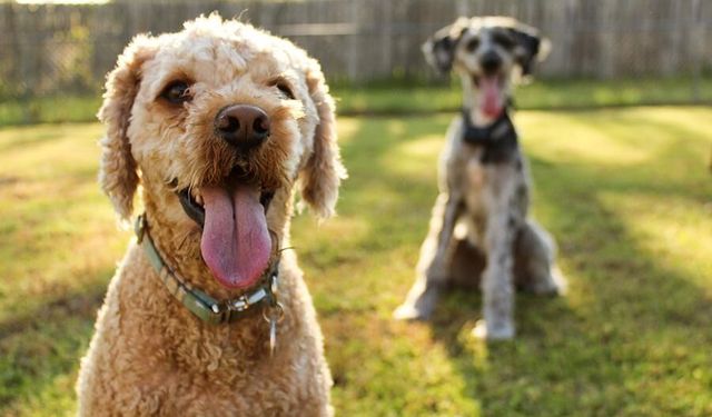 Köpek severleri heyecanlandıran gelişme! Alerjiye neden olan protein silindi