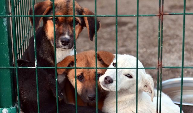 Yasa dışı köpek üretime ağır ceza: 2,1 milyon liralık yaptırım